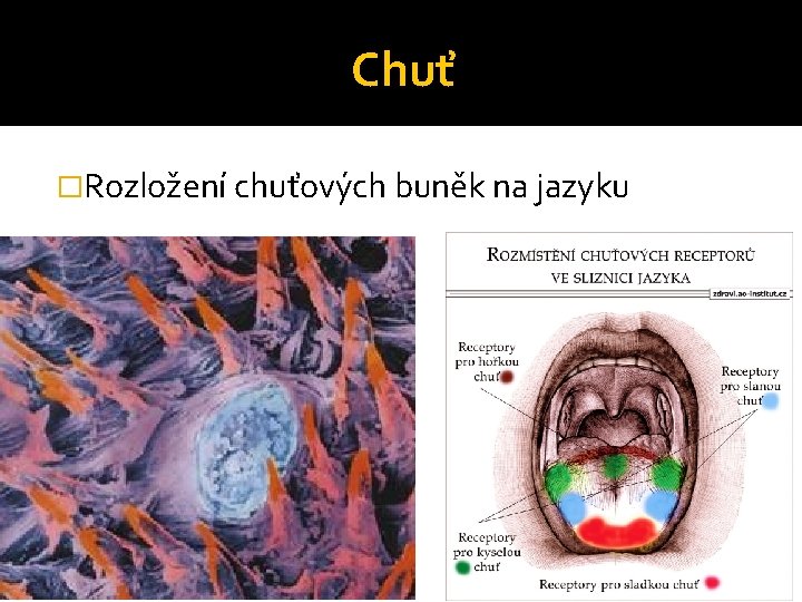 Chuť �Rozložení chuťových buněk na jazyku Chuť �Rozložení chuťových buněk na jazyku
