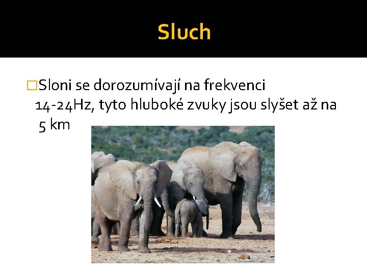 Sluch �Sloni se dorozumívají na frekvenci 14 -24 Hz, tyto hluboké zvuky jsou slyšet Sluch �Sloni se dorozumívají na frekvenci 14 -24 Hz, tyto hluboké zvuky jsou slyšet