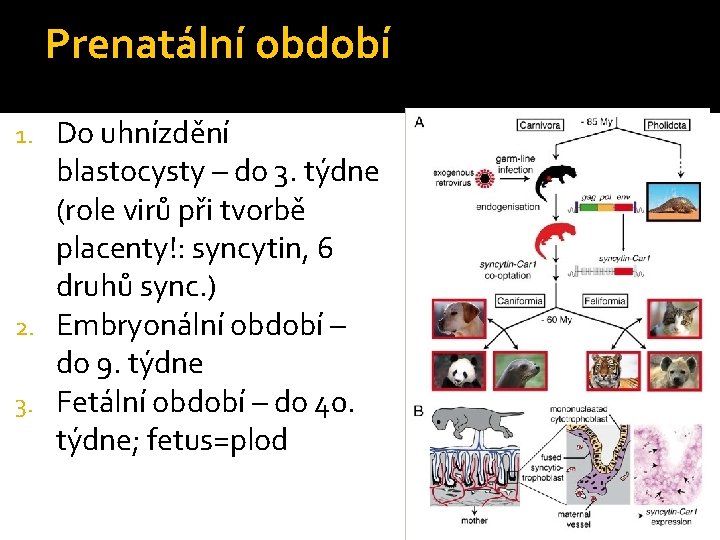 Prenatální období Do uhnízdění blastocysty – do 3. týdne (role virů při tvorbě placenty!: