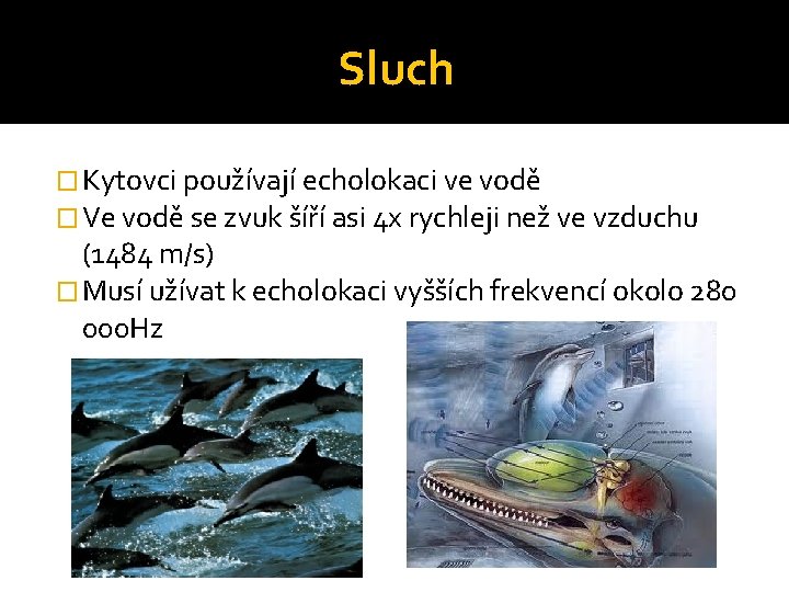 Sluch � Kytovci používají echolokaci ve vodě � Ve vodě se zvuk šíří asi