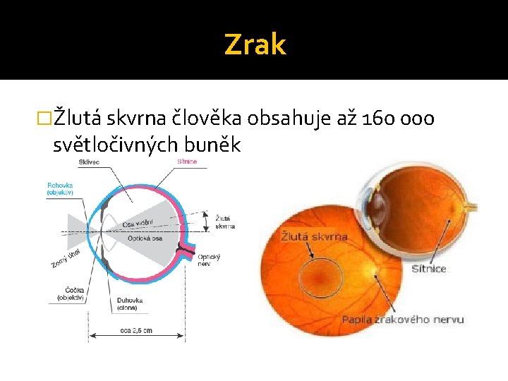 Zrak �Žlutá skvrna člověka obsahuje až 160 000 světločivných buněk Zrak �Žlutá skvrna člověka obsahuje až 160 000 světločivných buněk