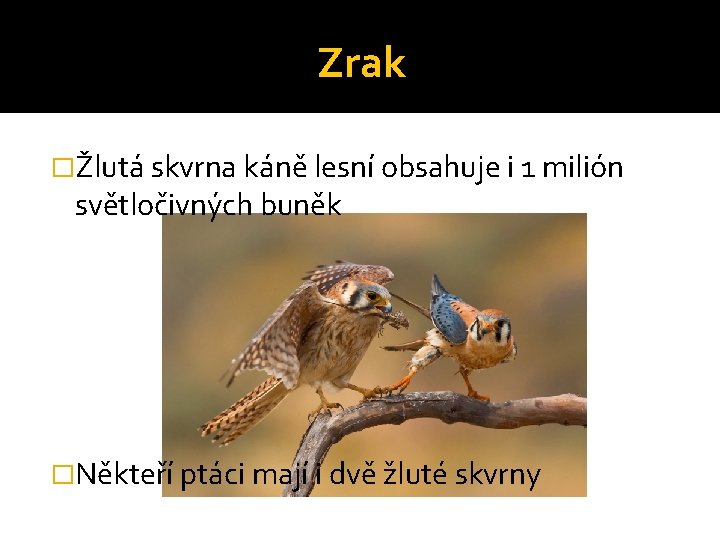 Zrak �Žlutá skvrna káně lesní obsahuje i 1 milión světločivných buněk �Někteří ptáci mají