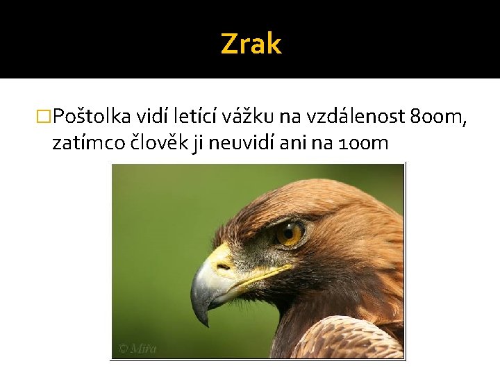 Zrak �Poštolka vidí letící vážku na vzdálenost 800 m, zatímco člověk ji neuvidí ani