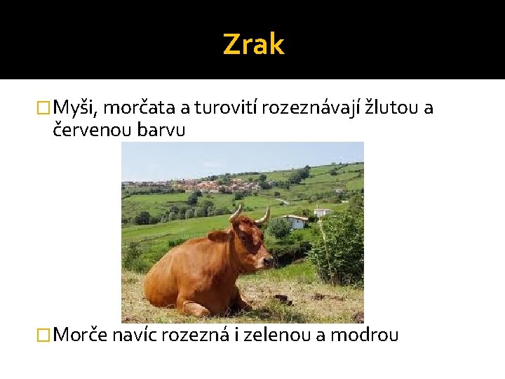 Zrak �Myši, morčata a turovití rozeznávají žlutou a červenou barvu �Morče navíc rozezná i