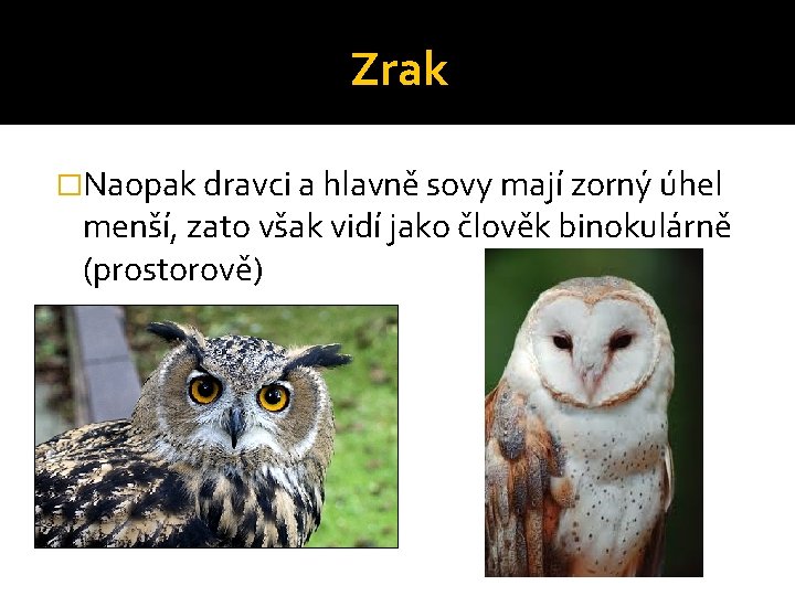 Zrak �Naopak dravci a hlavně sovy mají zorný úhel menší, zato však vidí jako Zrak �Naopak dravci a hlavně sovy mají zorný úhel menší, zato však vidí jako