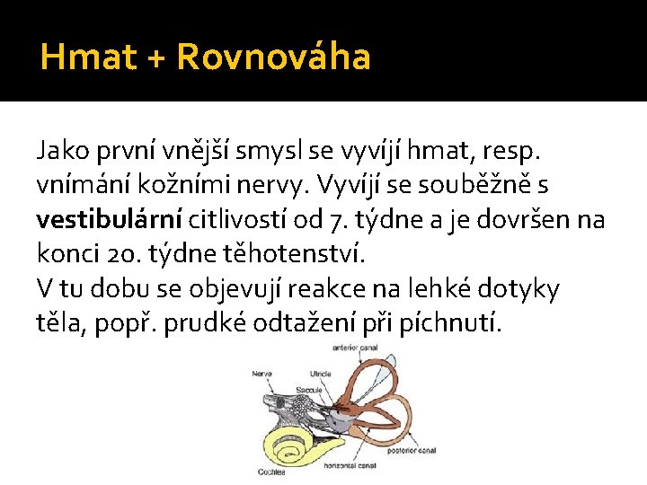 Hmat + Rovnováha Jako první vnější smysl se vyvíjí hmat, resp. vnímání kožními nervy. Hmat + Rovnováha Jako první vnější smysl se vyvíjí hmat, resp. vnímání kožními nervy.