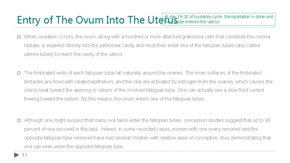 Entry of The Ovum Into The Uterus At day 19 -20 of ovulatory cycle,