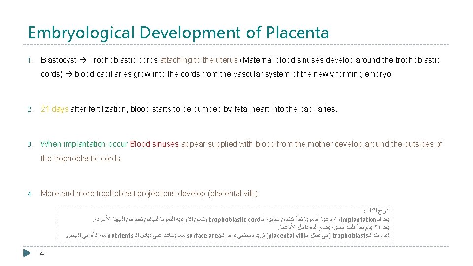 Embryological Development of Placenta 1. Blastocyst Trophoblastic cords attaching to the uterus (Maternal blood