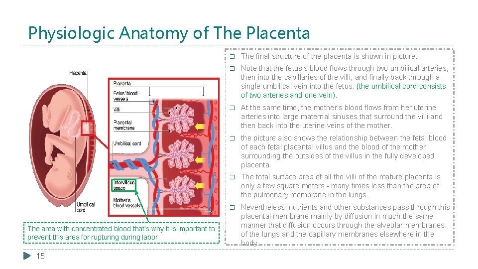 Physiologic Anatomy of The Placenta The area with concentrated blood that’s why it is