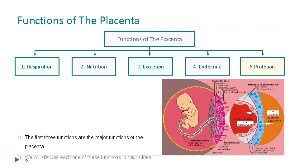 Functions of The Placenta 1. Respiration � 2. Nutrition 3. Excretion The first three