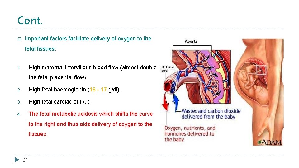 Cont. � Important factors facilitate delivery of oxygen to the fetal tissues: High maternal