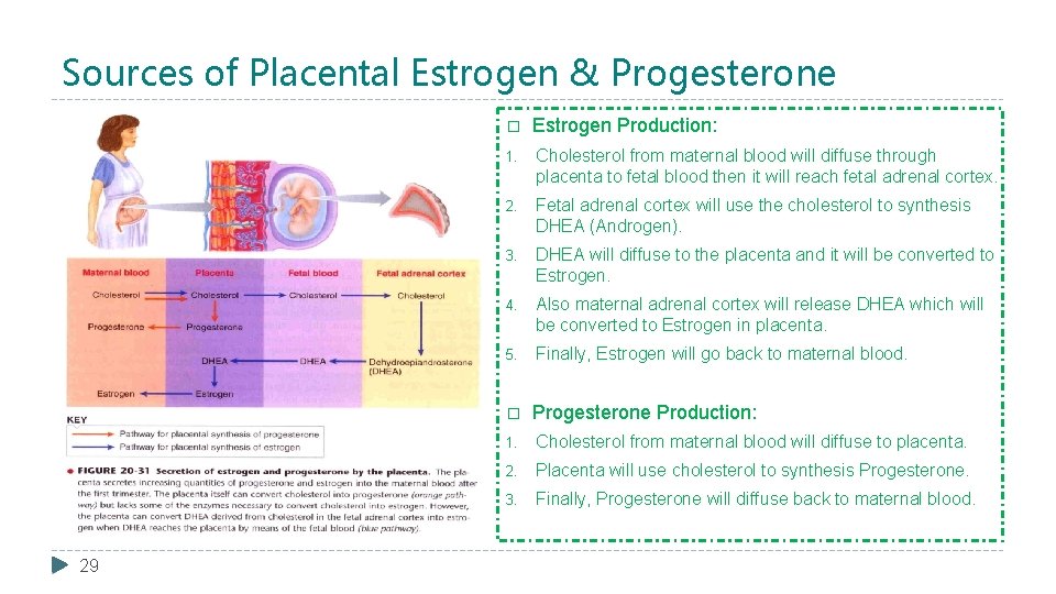 Sources of Placental Estrogen & Progesterone 29 � Estrogen Production: 1. Cholesterol from maternal