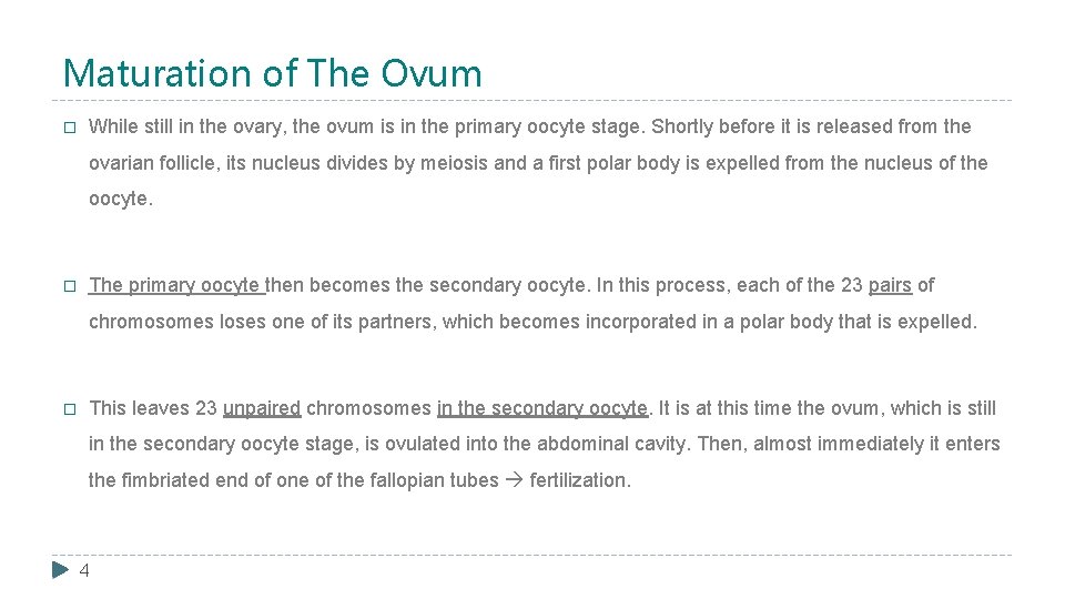 Maturation of The Ovum � While still in the ovary, the ovum is in