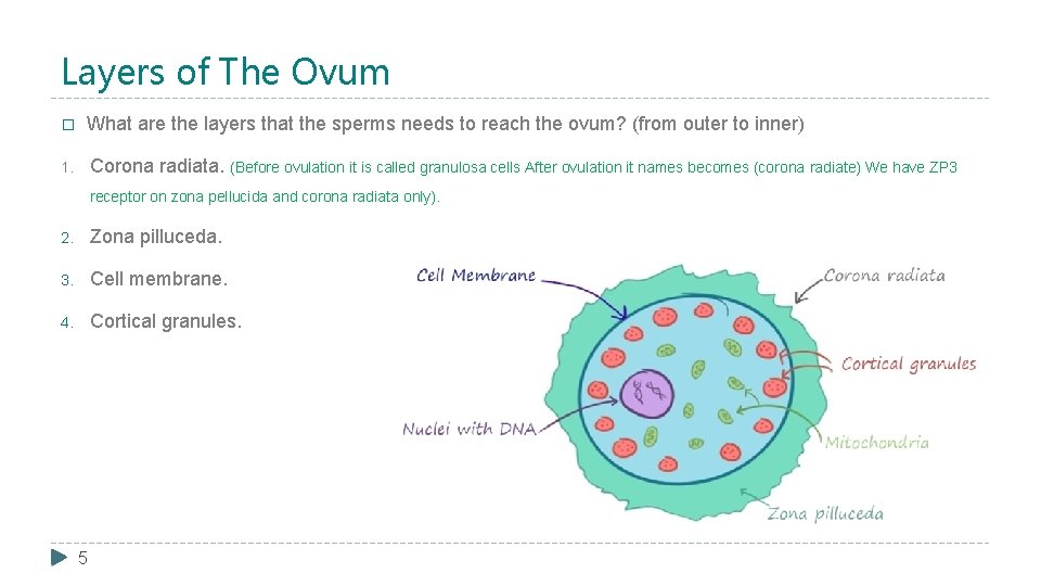 Layers of The Ovum � What are the layers that the sperms needs to