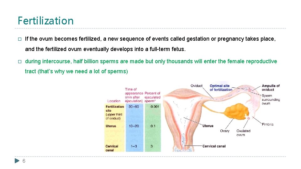 Fertilization � If the ovum becomes fertilized, a new sequence of events called gestation