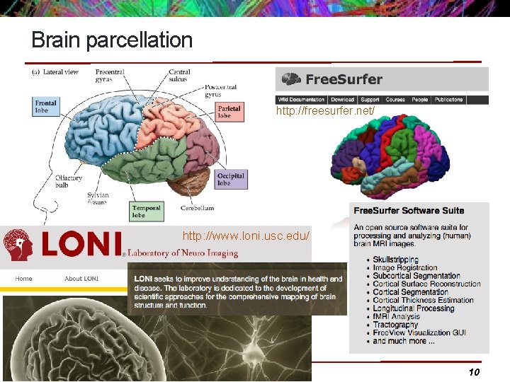 Brain parcellation http: //freesurfer. net/ http: //www. loni. usc. edu/ A. Retico 10 