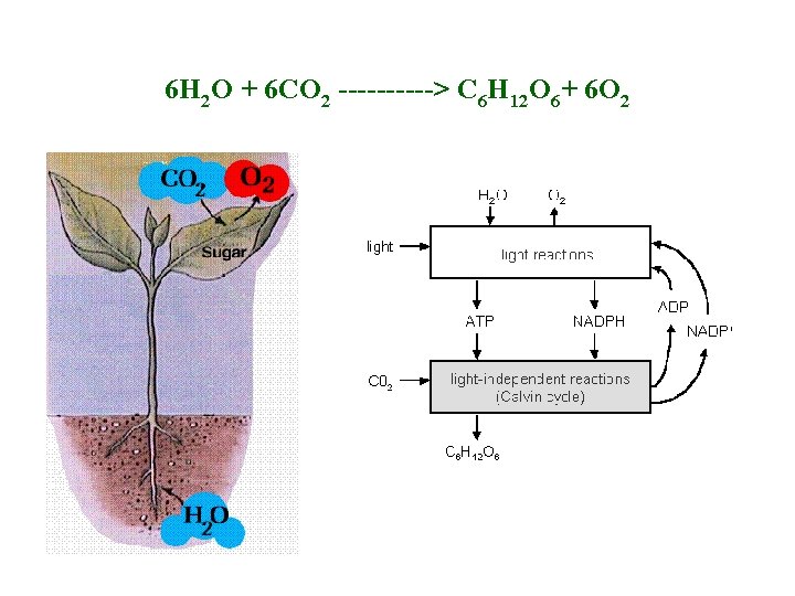 6 H 2 O + 6 CO 2 -----> C 6 H 12 O