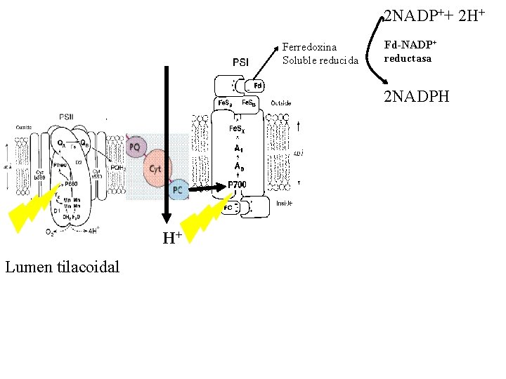 2 NADP++ 2 H+ Ferredoxina Soluble reducida Fd-NADP+ reductasa 2 NADPH H+ Lumen tilacoidal