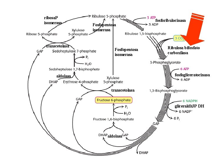 ribosa. P isomerasa transcetolasa Fosfopentosa isomerasa fosforibulocinasa Ribulosa bifosfato carboxilasa fosfogliceratocinasa aldolasa transcetolasa gliceraldh