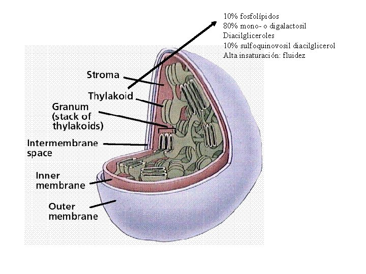 10% fosfolípidos 80% mono- o digalactosil Diacilgliceroles 10% sulfoquinovosil diacilglicerol Alta insaturación: fluidez 