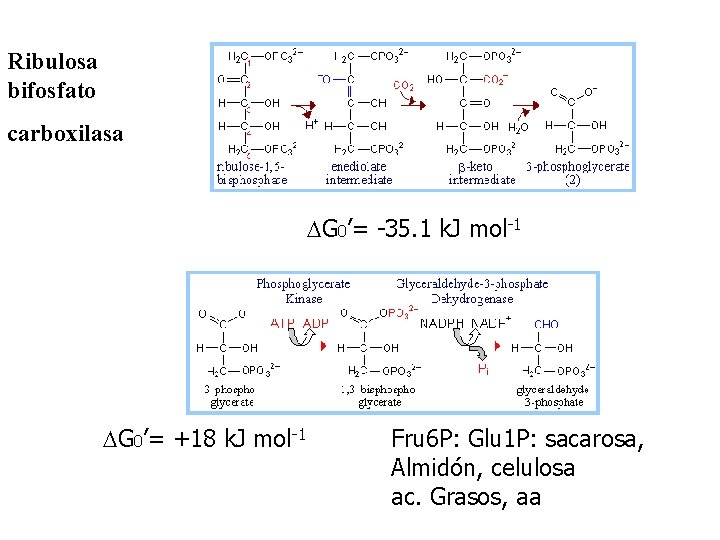Ribulosa bifosfato carboxilasa DG 0’= -35. 1 k. J mol-1 DG 0’= +18 k.