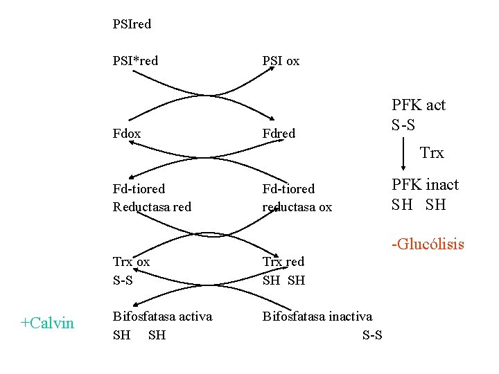 PSIred PSI*red Fdox PSI ox Fdred PFK act S-S Trx Fd-tiored Reductasa red Fd-tiored