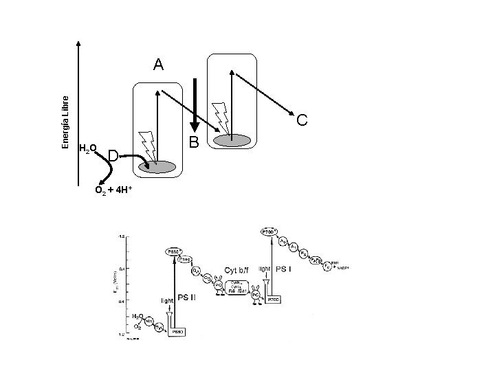 Energía Libre A C H 2 O D O 2 + 4 H+ B