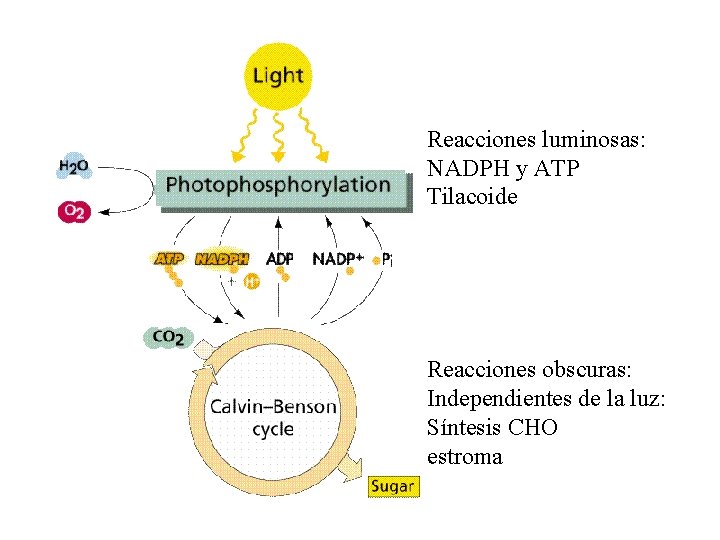 Reacciones luminosas: NADPH y ATP Tilacoide Reacciones obscuras: Independientes de la luz: Síntesis CHO