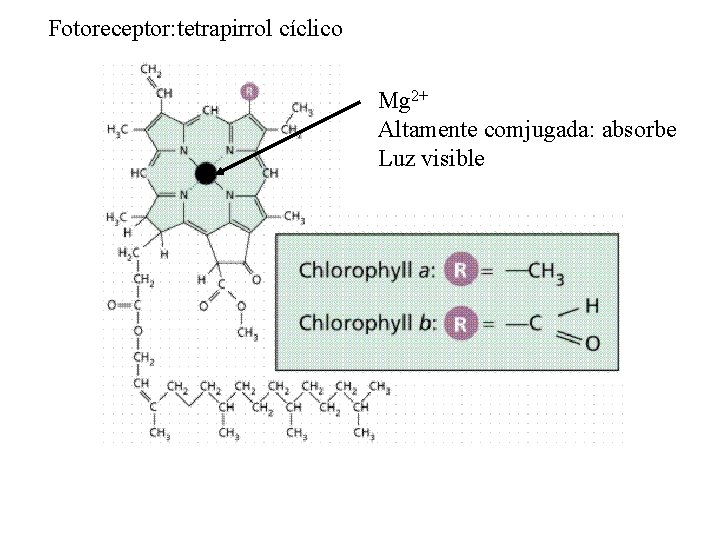 Fotoreceptor: tetrapirrol cíclico Mg 2+ Altamente comjugada: absorbe Luz visible 