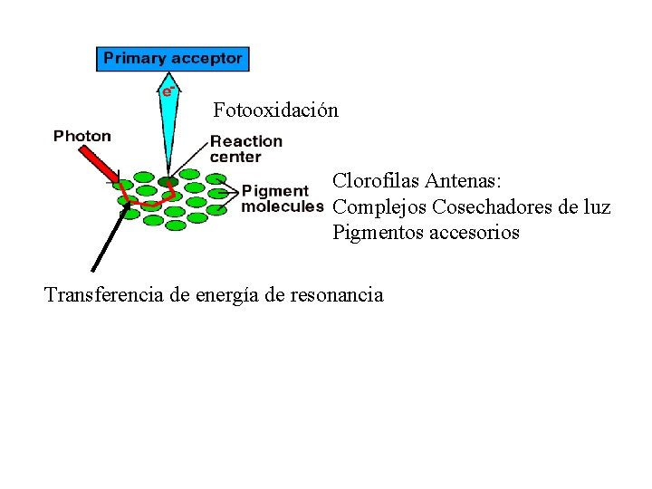 Fotooxidación Clorofilas Antenas: Complejos Cosechadores de luz Pigmentos accesorios Transferencia de energía de resonancia