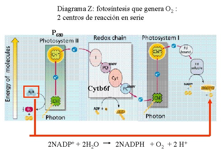 Diagrama Z: fotosíntesis que genera O 2 : 2 centros de reacción en serie