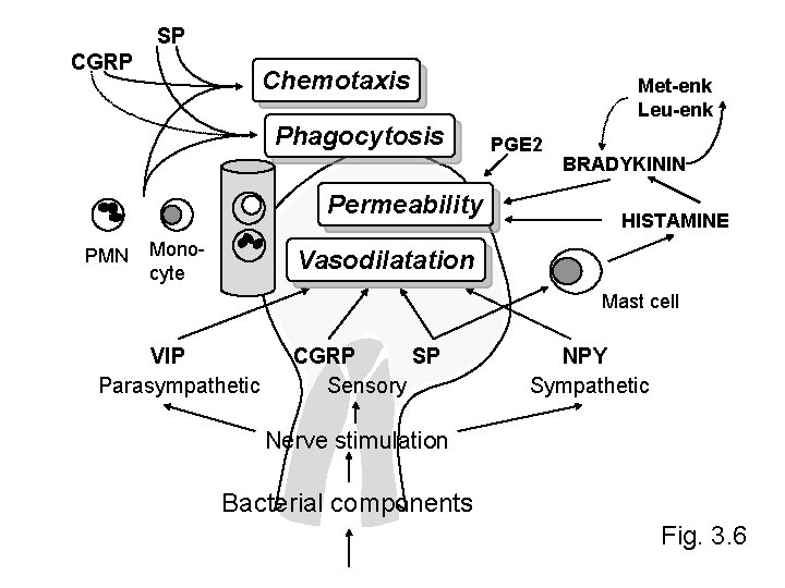 SP CGRP Chemotaxis Phagocytosis Permeability PMN Monocyte Met-enk Leu-enk PGE 2 BRADYKININ HISTAMINE Vasodilatation