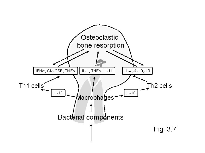 Osteoclastic bone resorption IFNa, GM-CSF, TNFa IL-1, TNFa, IL-11 IL-4, -6, -10, -13 Th