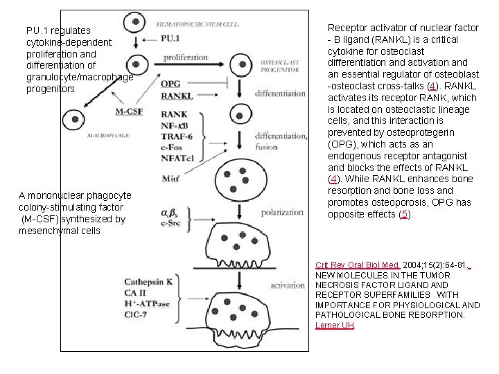 PU. 1 regulates cytokine-dependent proliferation and differentiation of granulocyte/macrophage progenitors A mononuclear phagocyte colony-stimulating