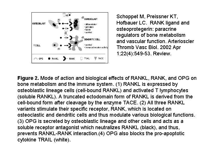 Schoppet M, Preissner KT, Hofbauer LC. RANK ligand osteoprotegerin: paracrine regulators of bone metabolism