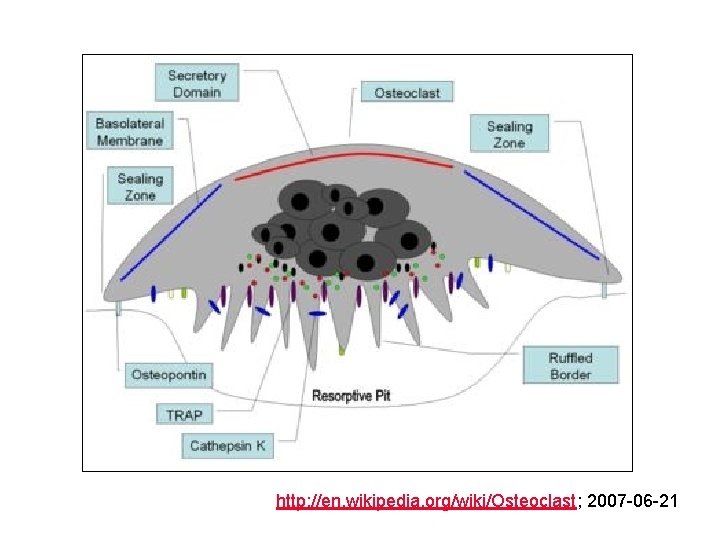 http: //en. wikipedia. org/wiki/Osteoclast; 2007 -06 -21 