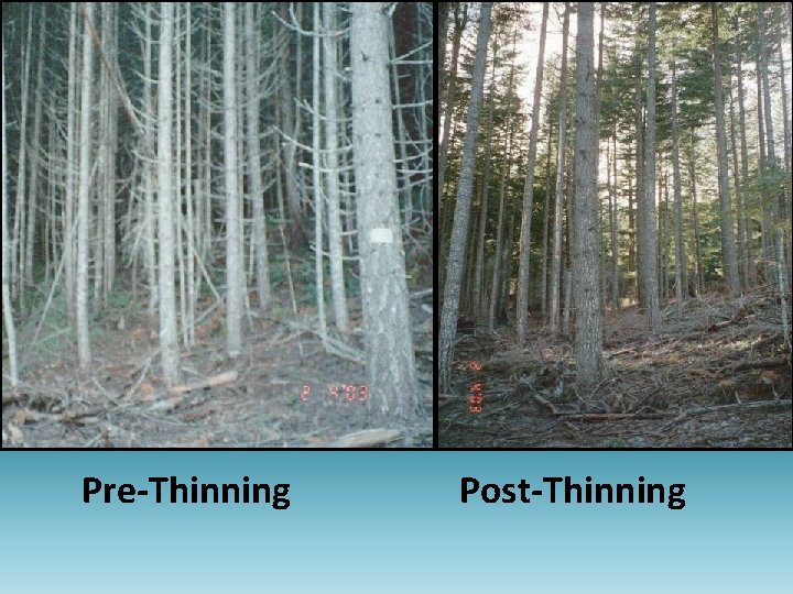 Pre-Thinning Post-Thinning 