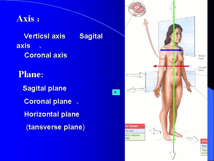 Axis ： Verticsl axis Sagital axis 、 Coronal axis Plane: Sagital plane Coronal plane