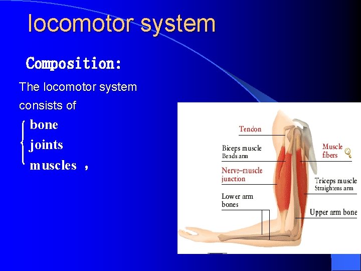 locomotor system Composition: The locomotor system consists of bone joints muscles ， 