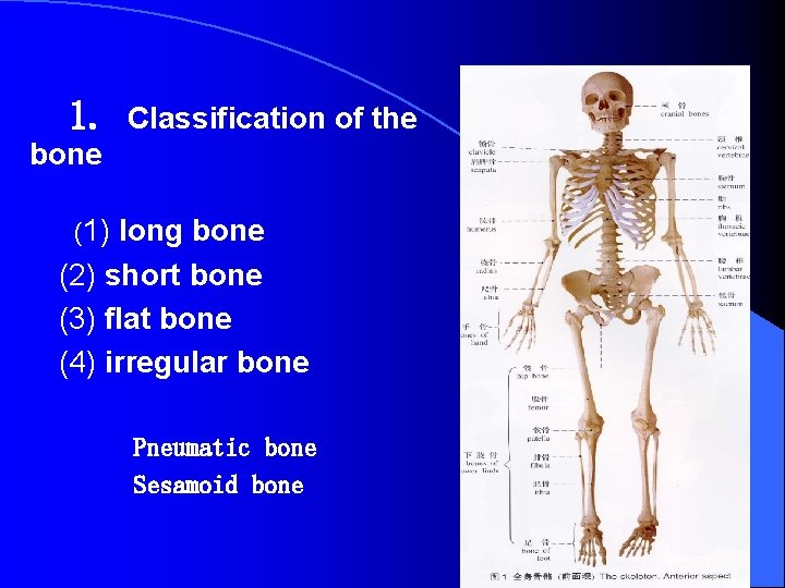  1. Classification of the bone (1) long bone (2) short bone (3) flat