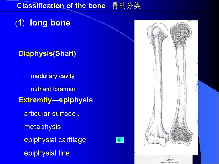 Classification of the bone 骨的分类 (1) long bone Diaphysis(Shaft) medullary cavity nutrient foramen Extremity—epiphysis