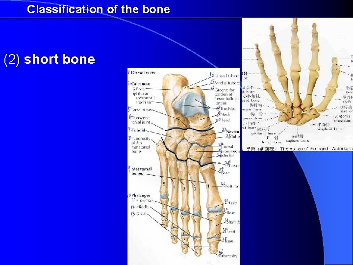 Classification of the bone (2) short bone 