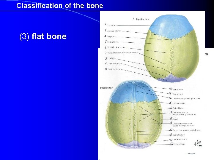 Classification of the bone (3) flat bone 
