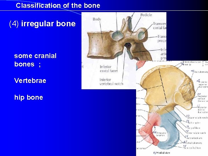 Classification of the bone (4) irregular bone some cranial bones ; Vertebrae hip bone