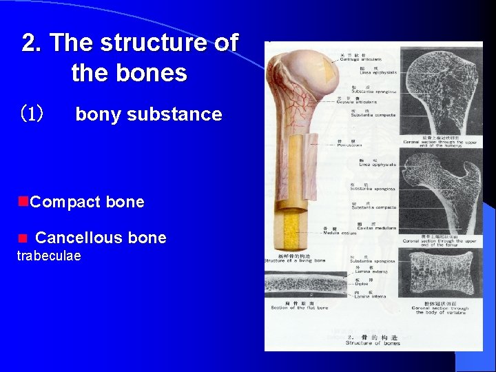 2. The structure of the bones (1) bony substance n. Compact bone n Cancellous