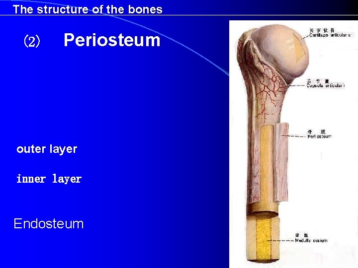 The structure of the bones (2) Periosteum outer layer inner layer Endosteum 