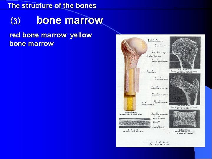 The structure of the bones (3) bone marrow red bone marrow yellow bone marrow