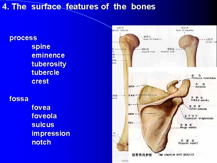 4. The surface features of the bones process spine eminence tuberosity tubercle crest fossa