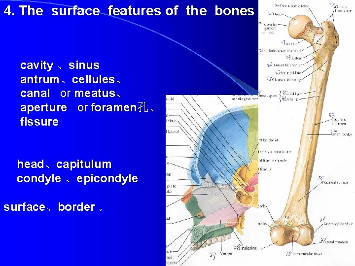 4. The surface features of the bones cavity 、sinus antrum、cellules、 canal or meatus、 aperture