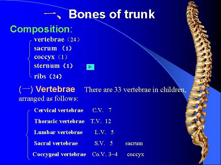 一、Bones of trunk Composition: vertebrae（24） sacrum （1） coccyx（1） sternum（1） ribs（24） (一) Vertebrae There are